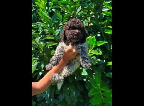 lagotto romagnolo 01bm.jpg